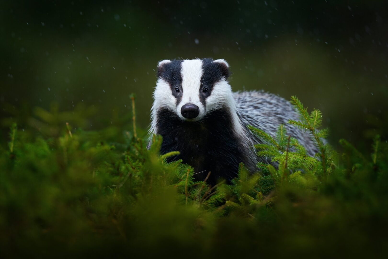 European Badger