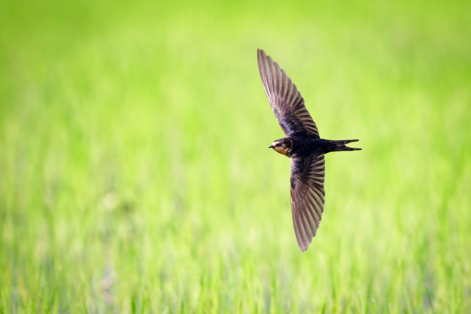 Protected Bird Survey