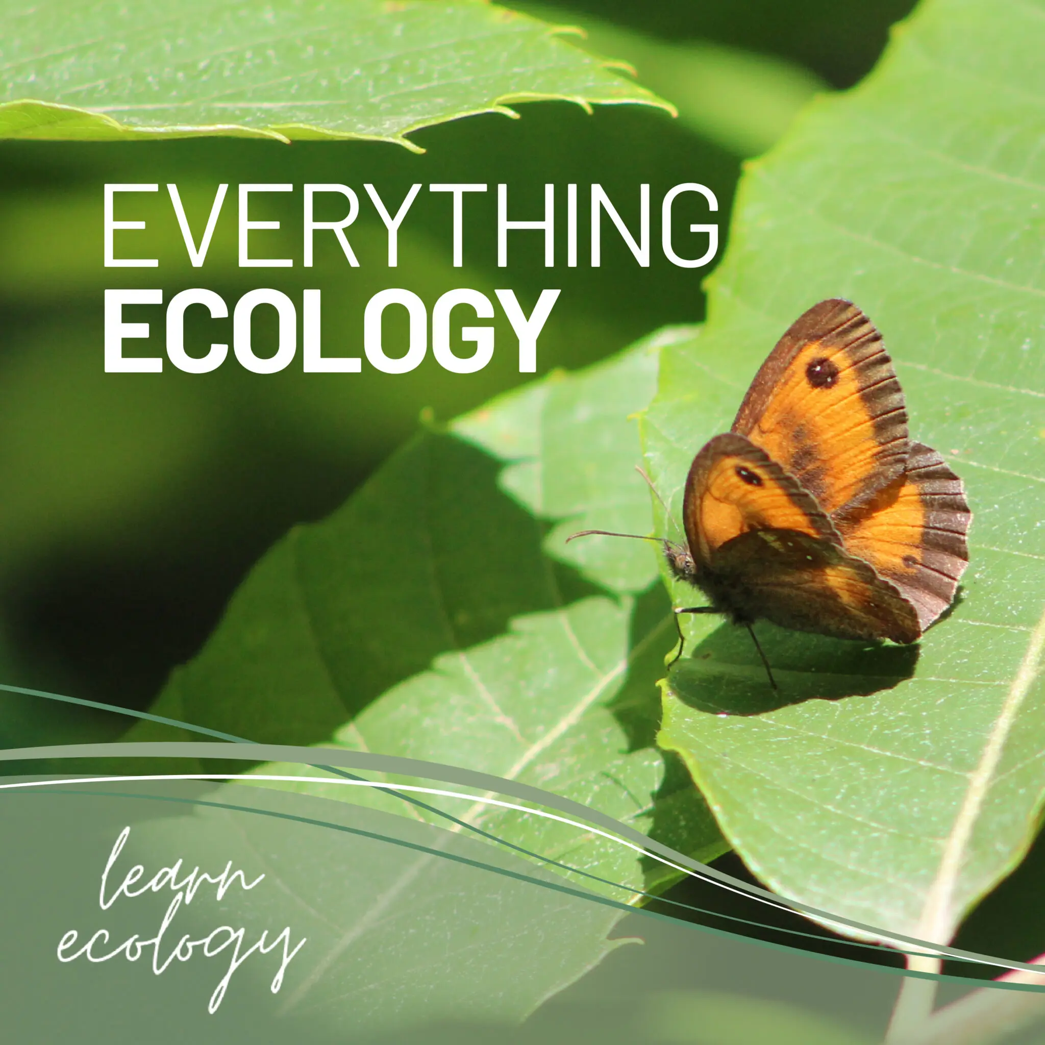 Ecology related image with butterfly