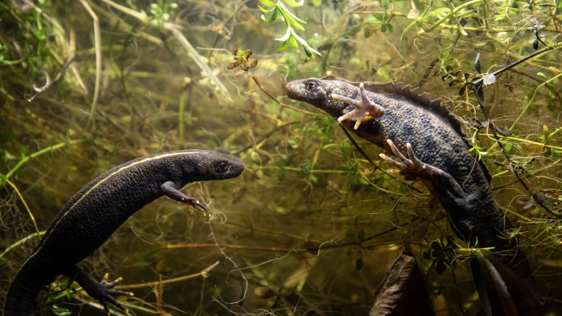 Great Crested Newt