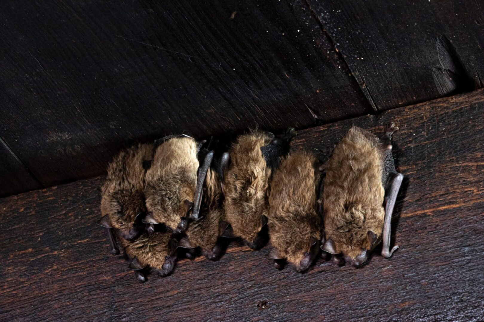 Preliminary Roost Assessment