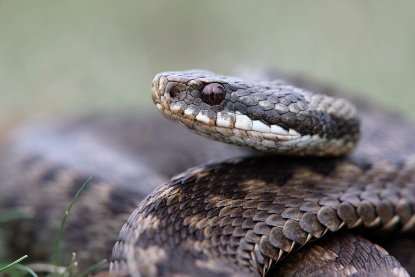 UK Reptile Survey