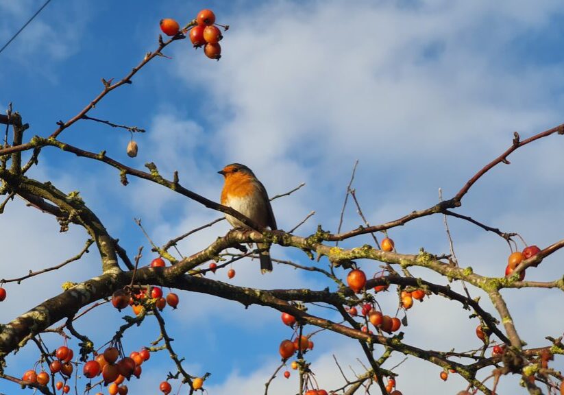 bird sitting on a branch