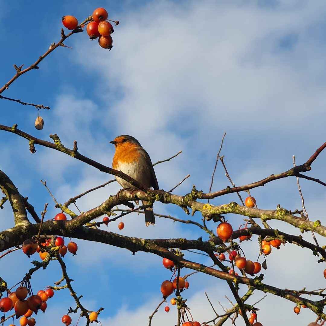 bird sitting on a branch