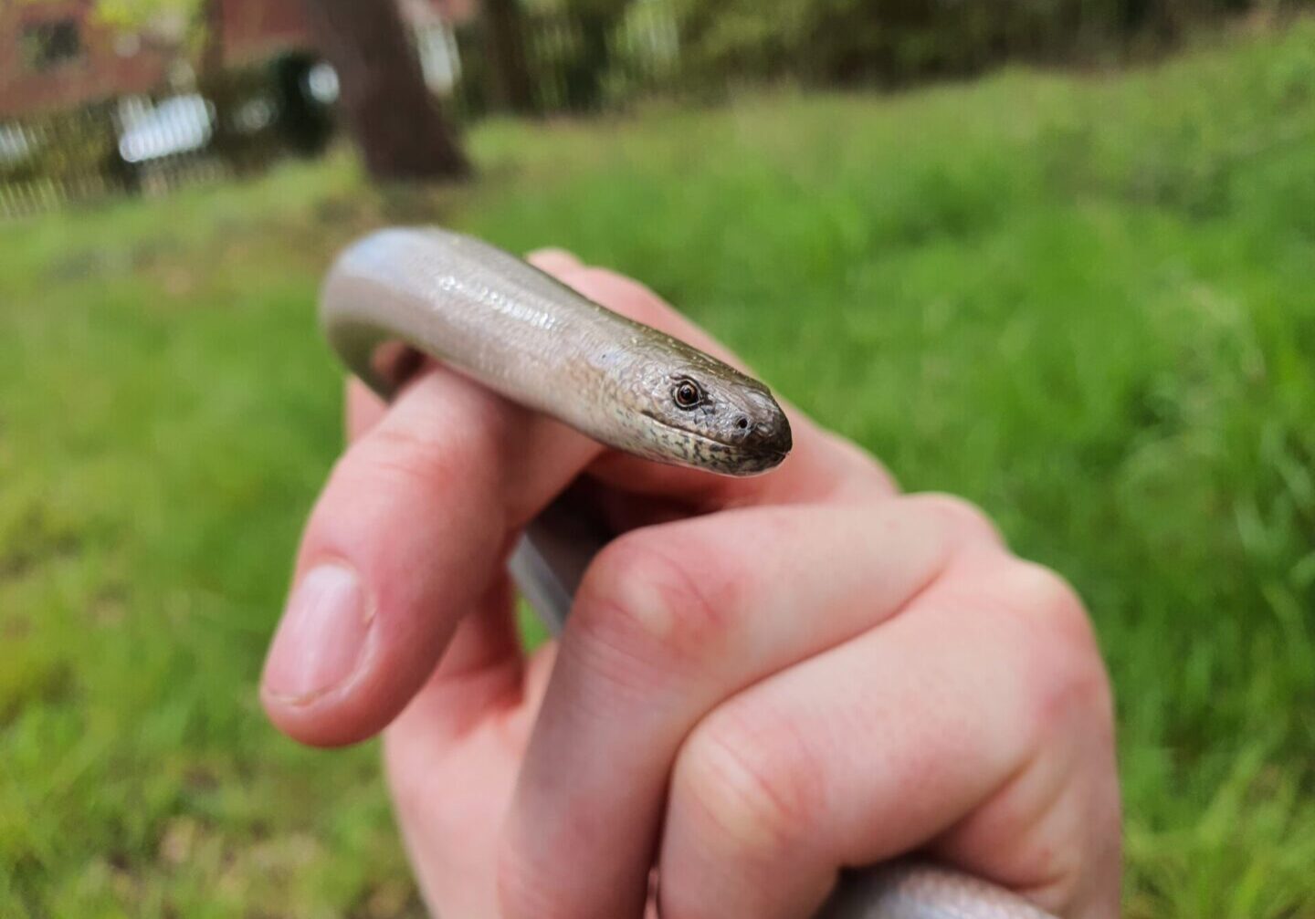 holding in hand a gray colored snake