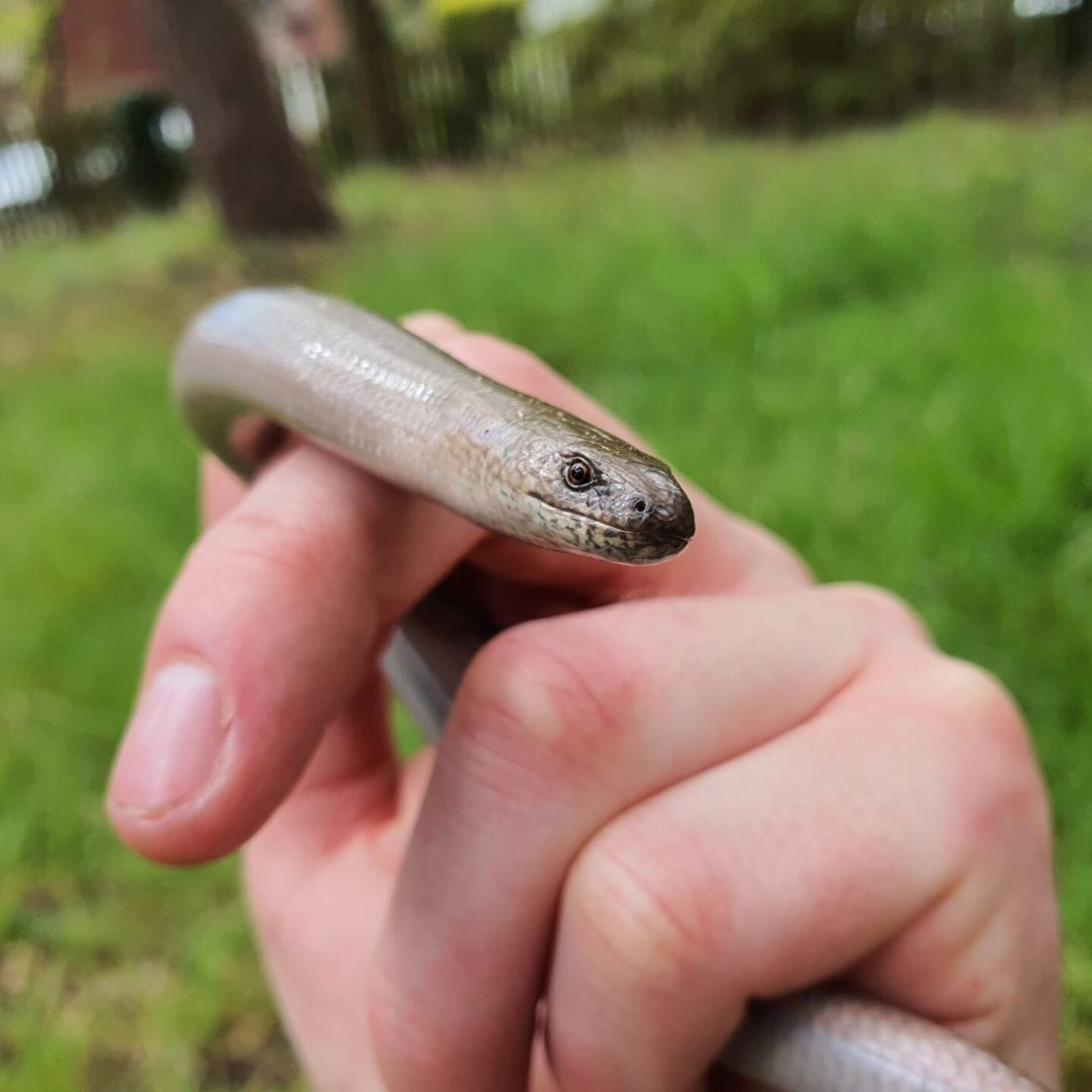 holding in hand a gray colored snake