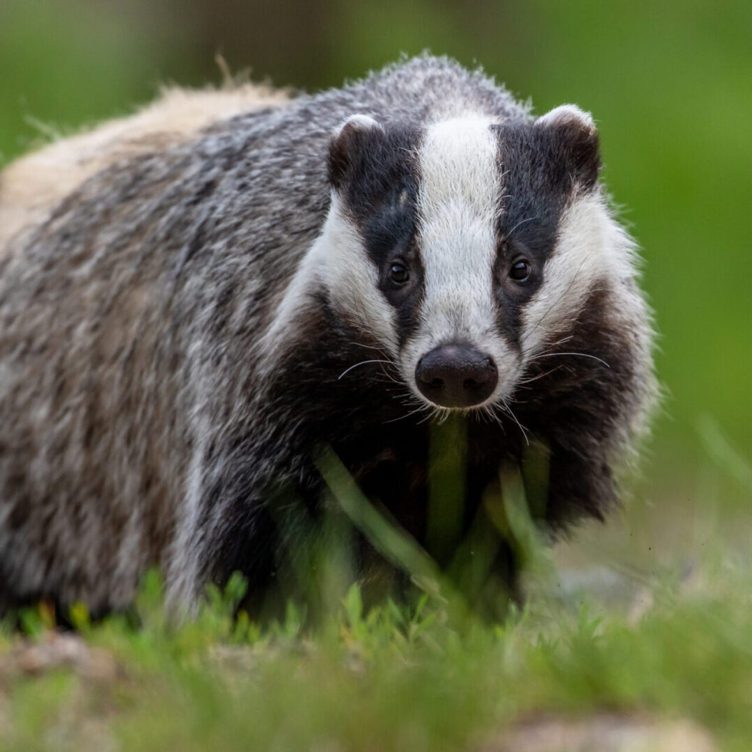 Portrait of European badger outdoors. Badger is looking at the camera.