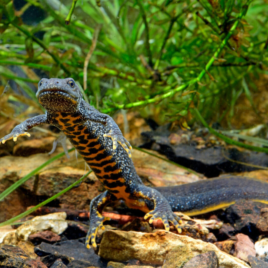 Kammmolch-Weibchen (Triturus cristatus)  - Crested newt, female