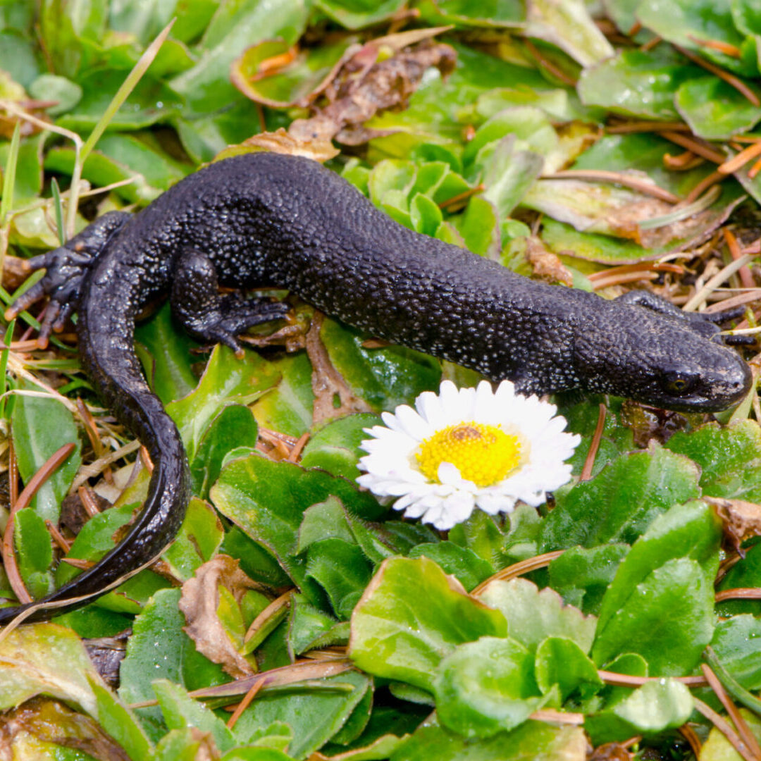 Great Crested Newt Triturus cristatus on spring grass