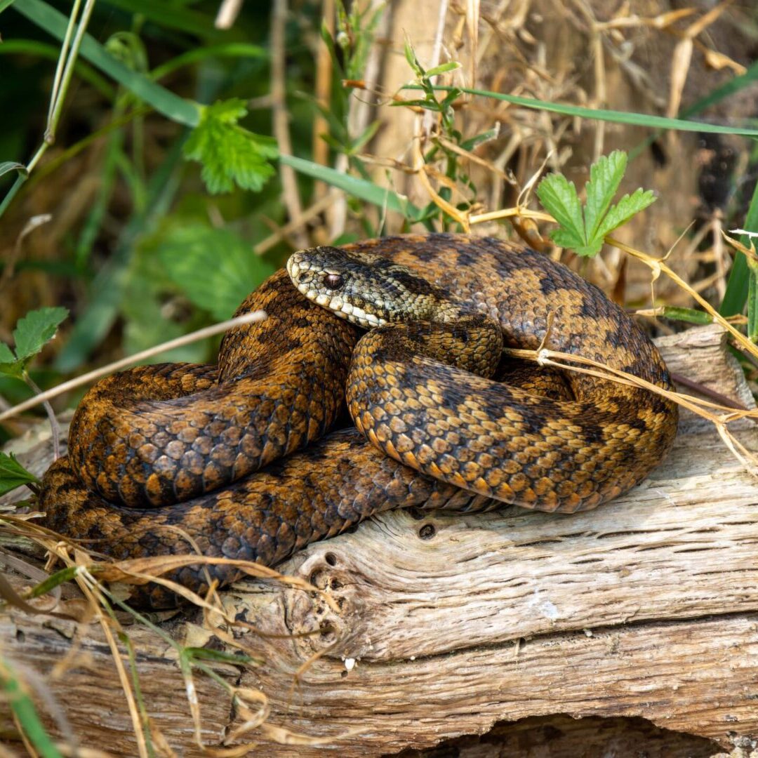 Adder on log