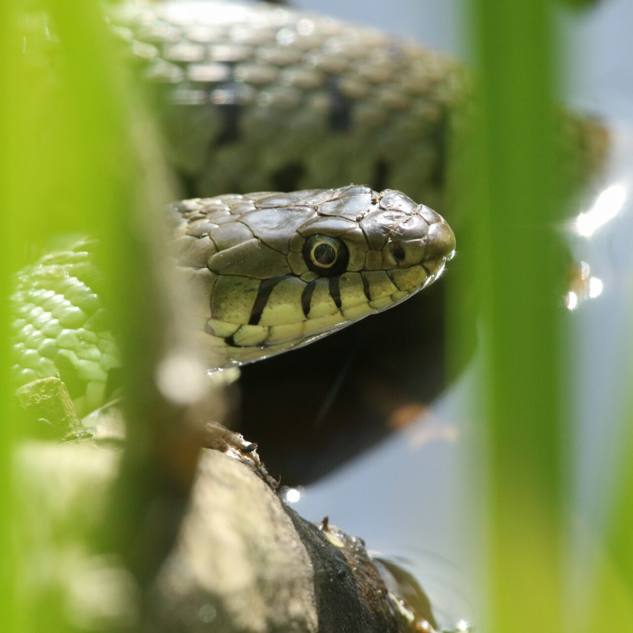 Grass Snake