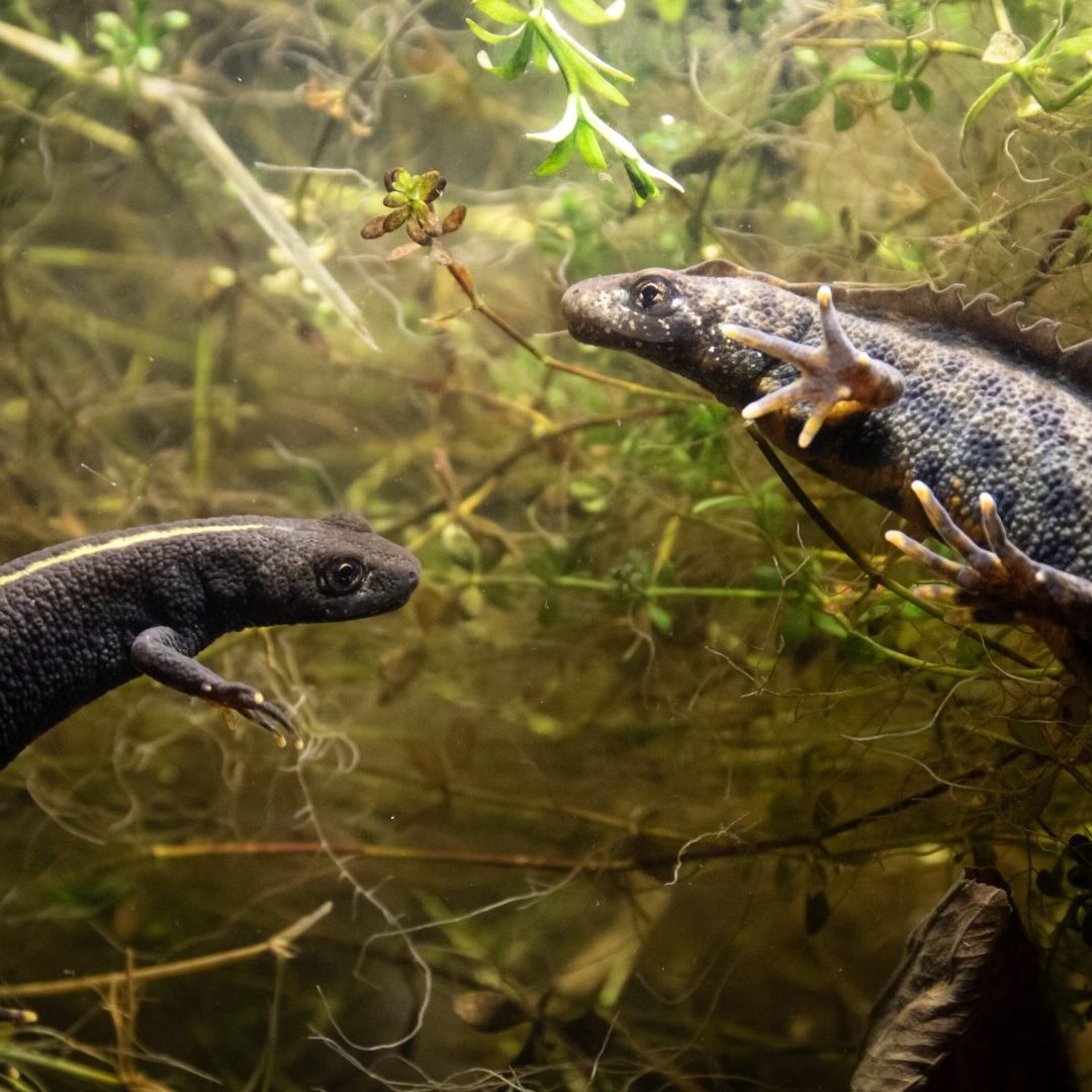 Newts in Water