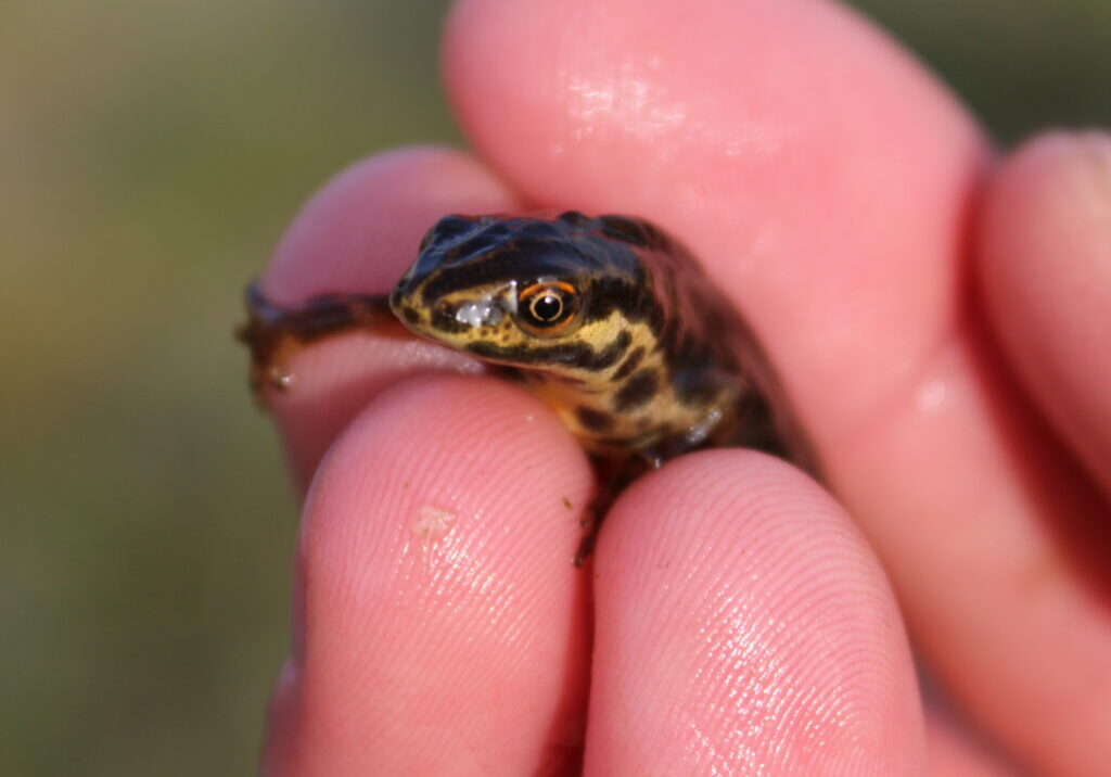 black and yellow salamander held in hand