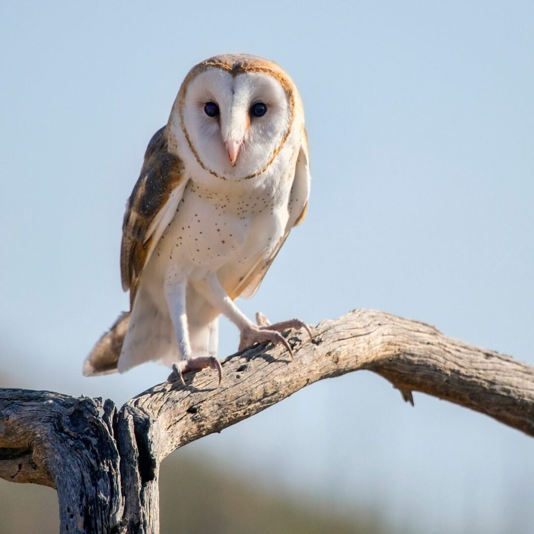 barn owl-min